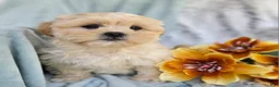 Shihpoo dogs for sale: Marshmallow - Ad 5