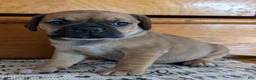 Puggle dogs for sale: Kati - Ad 21