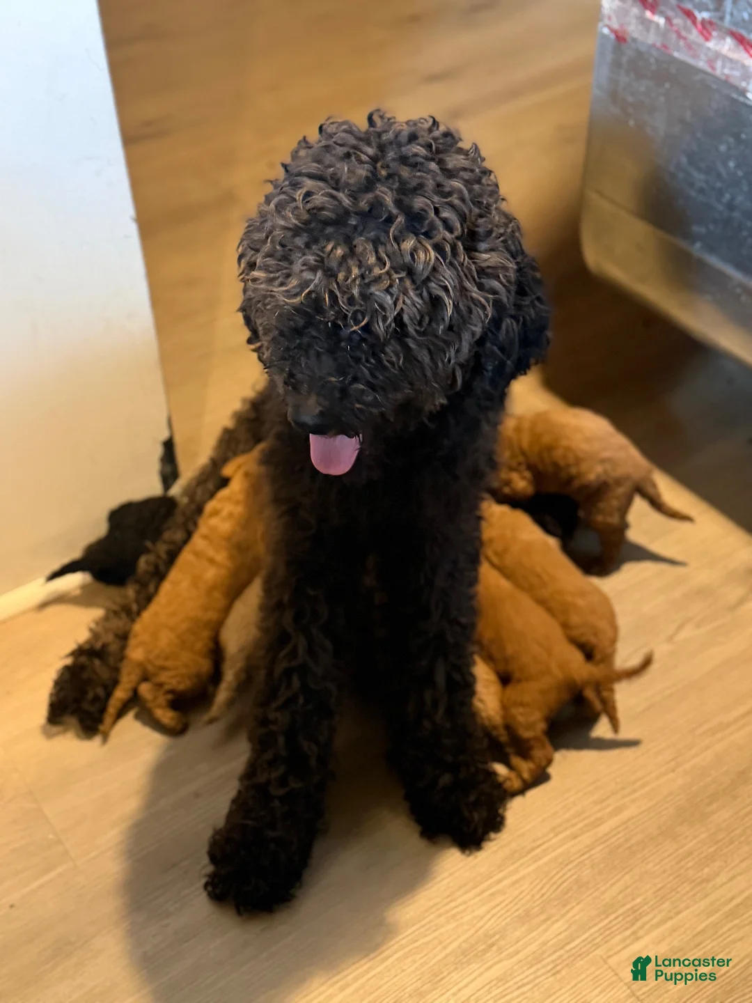 Goldendoodle dogs for sale: Goldendoodle 4 - Ad 2