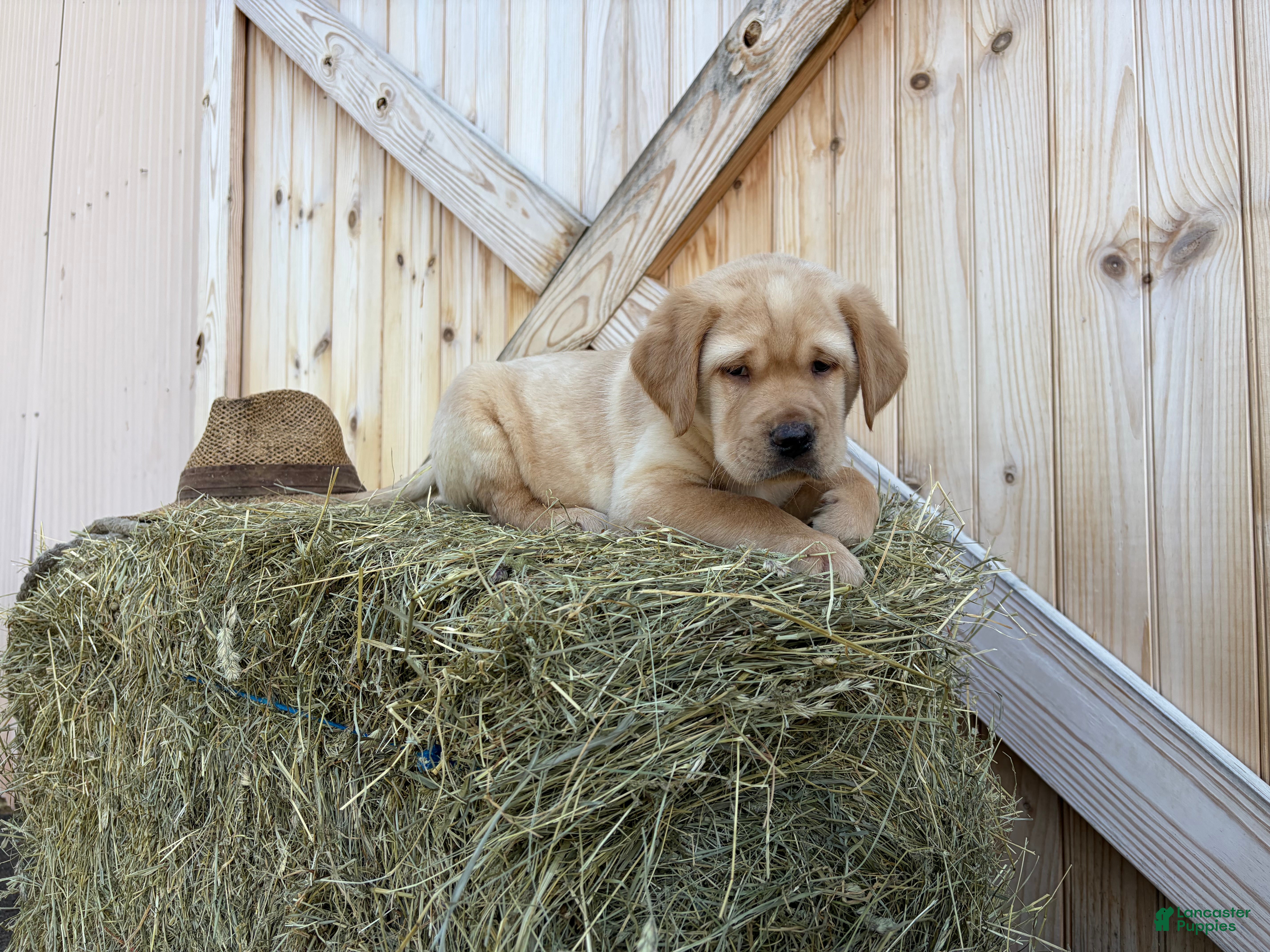 Labrador Retriever dogs Rocket - Ad 19