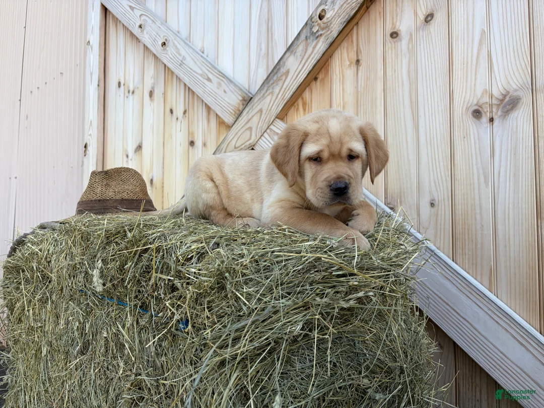 Labrador Retriever dogs for sale: Rocket - Ad 1