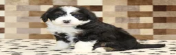 Mini Bernedoodle dogs for sale: King - Ad 4