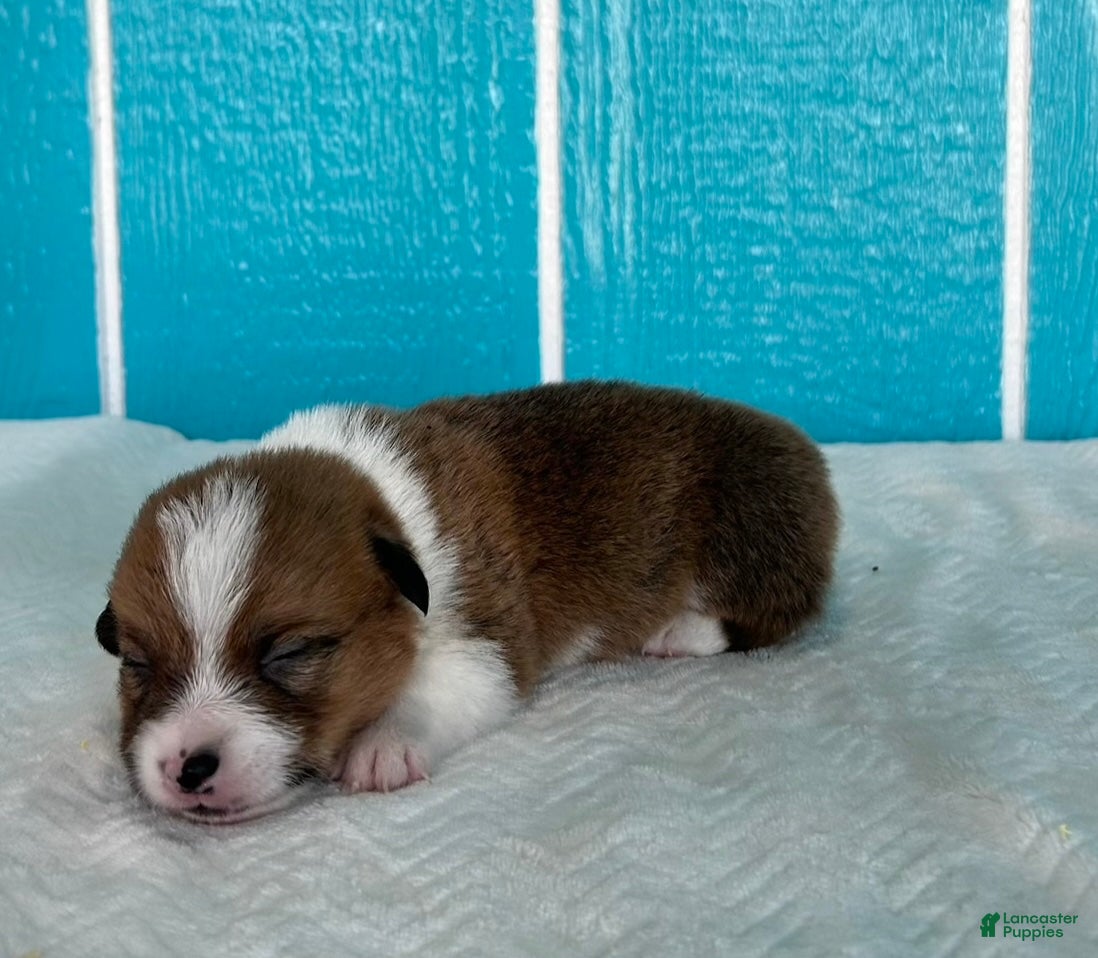 Welsh Corgi Pembroke dogs Blaise Welsh Corgi Pembroke Puppy  - Ad 1