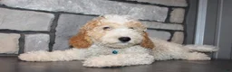 Mini Goldendoodle dogs for sale: Mini Ziggy - Ad 10