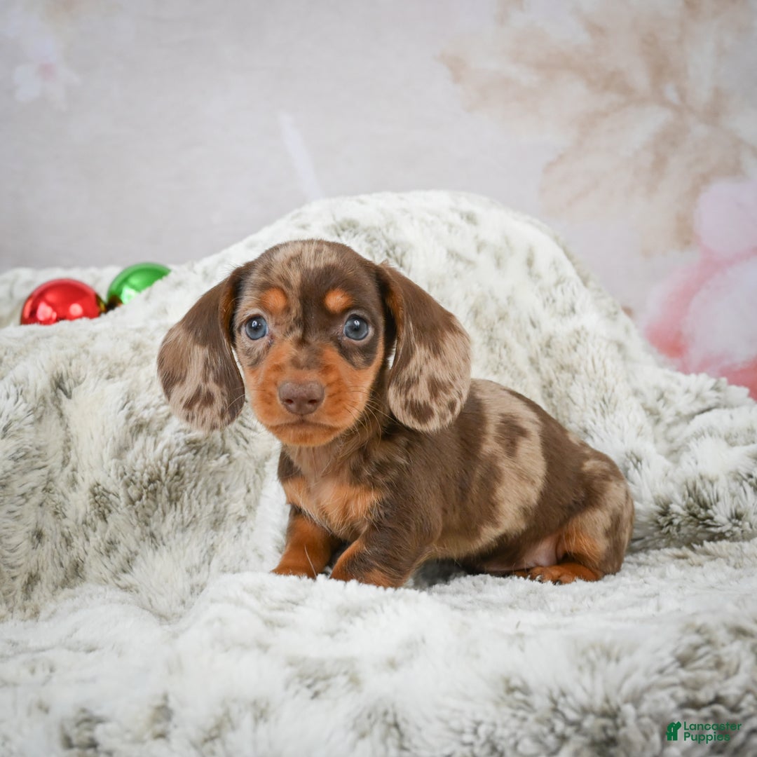 Miniature Dachshund dogs for sale: Mateo - Ad 1