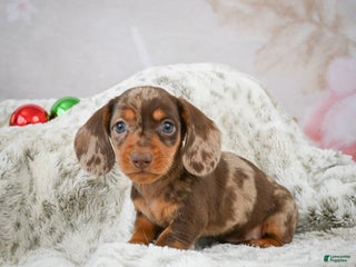 Miniature Dachshund dogs Mateo - Ad 23
