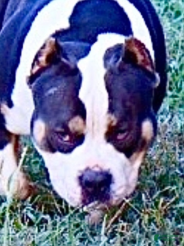 American Bully dogs American Bully 1 - Ad 2
