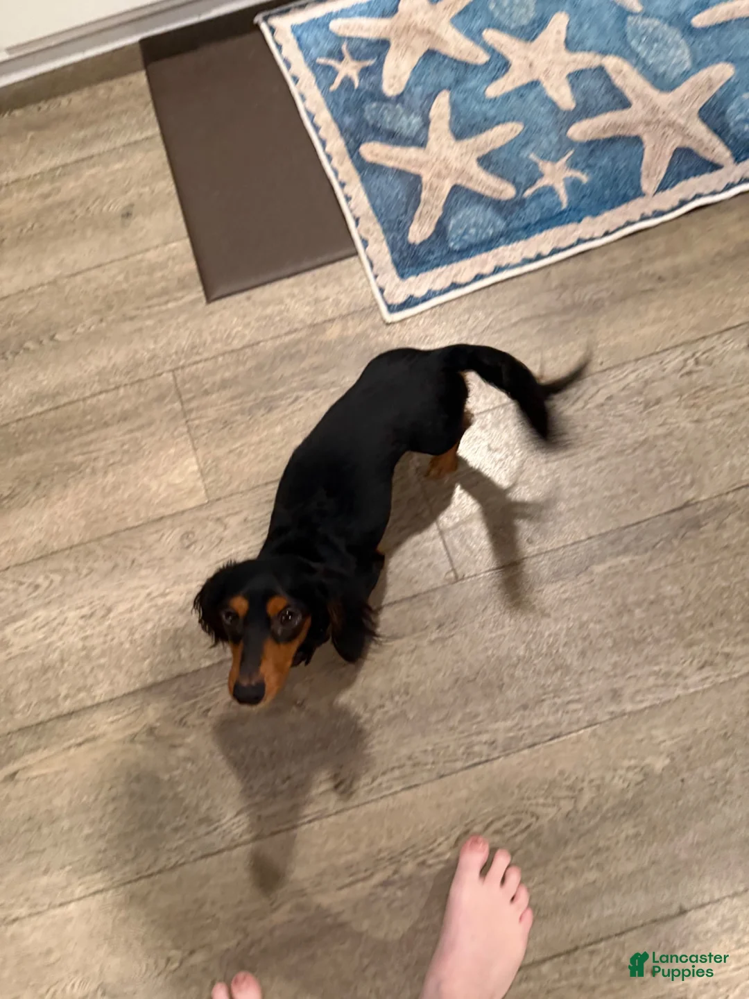 Dachshund dogs for sale: Dachshund 2 - Ad 2