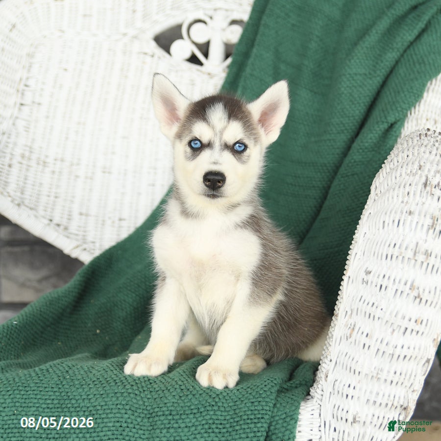 Siberian Husky dogs Val  - Ad 2