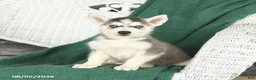Siberian Husky dogs for sale: Val  - Ad 2