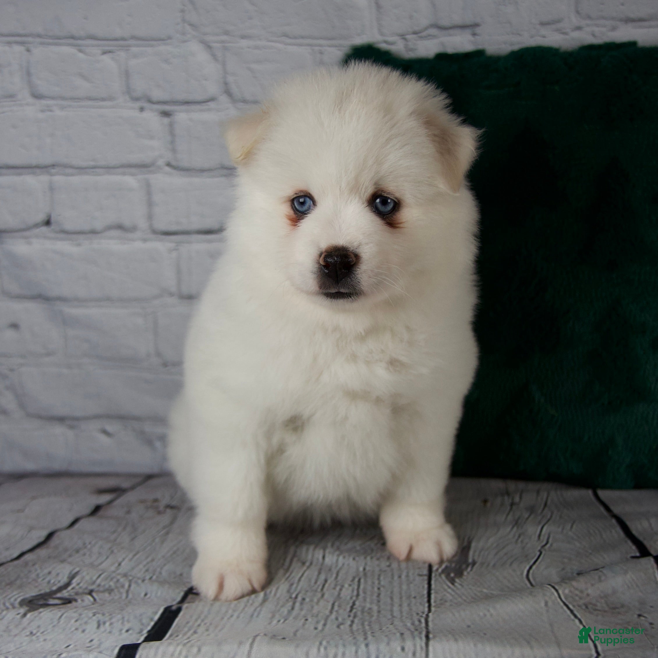 Pomsky dogs Gabby - Ad 14