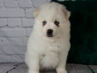 Pomsky dogs Gabby - Ad 3