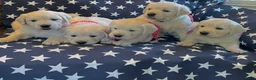 Golden Retriever dogs for sale: Golden Retriever Puppy 4 - Ad 3
