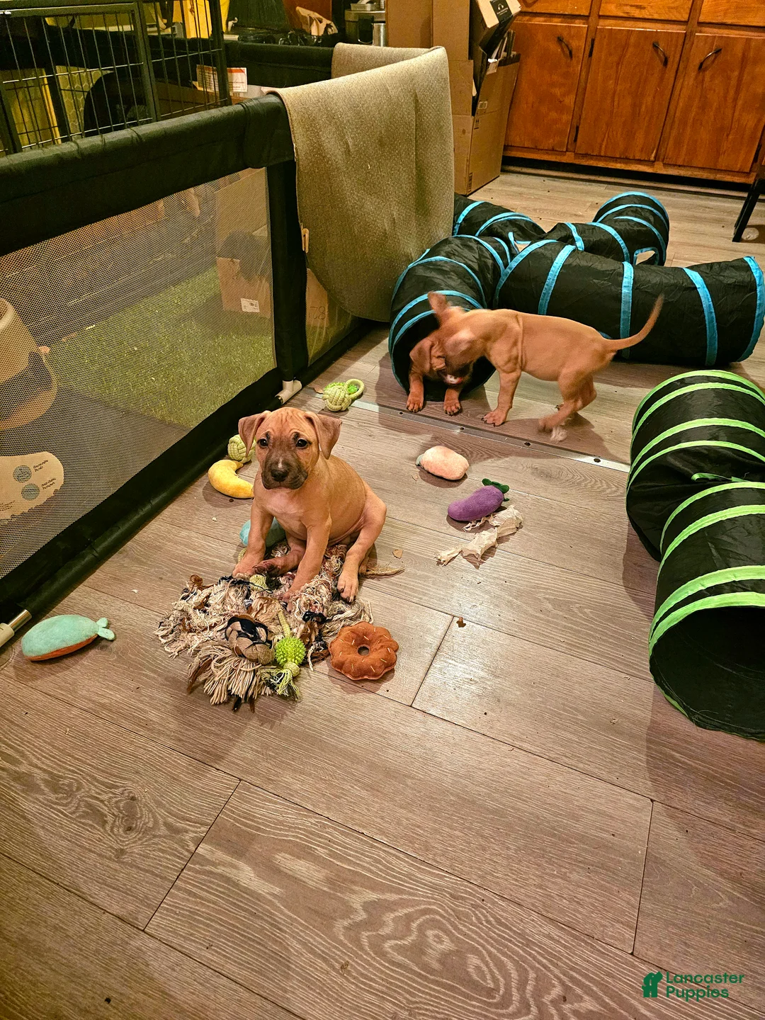 American Bully dogs for sale: Neo - Ad 2