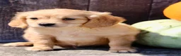 Miniature Golden Retriever dogs for sale: Harley Male Mini Golden Retriever - Ad 3