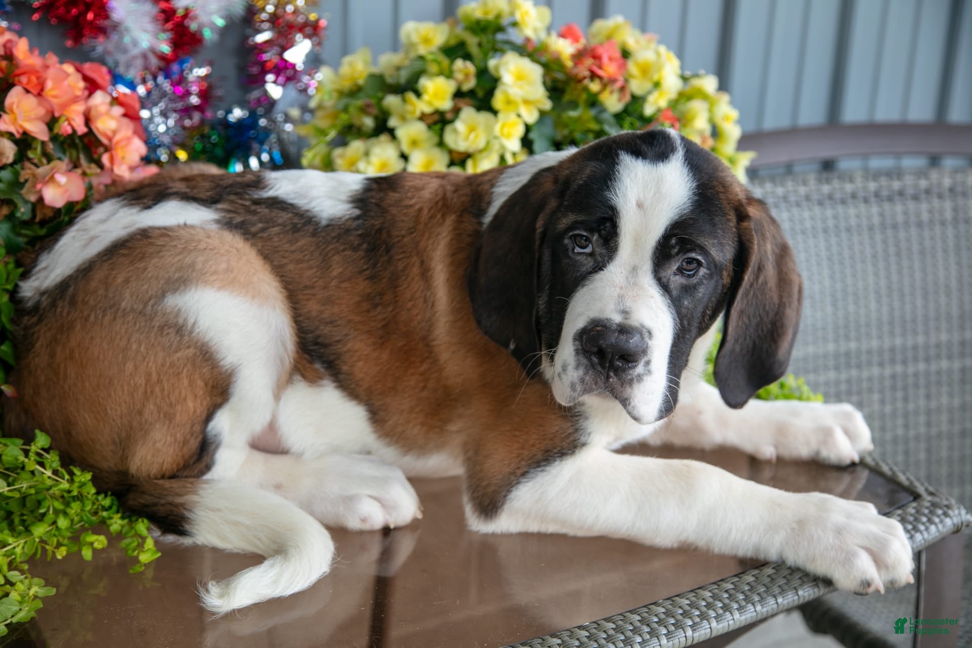 Bernard Dog St Bernard Pets4homes Grand Saint Bernard Dog Saint