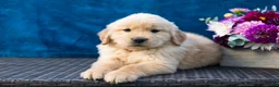 Golden Retriever dogs for sale: Sawyer - Ad 5
