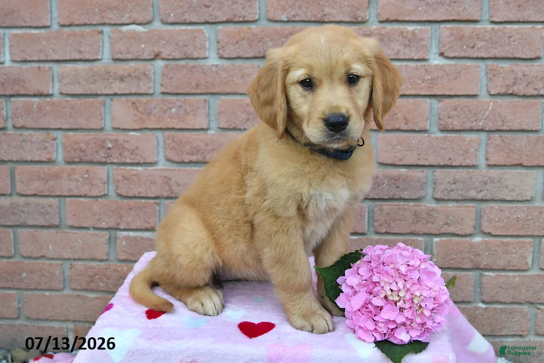 Golden Retriever dogs for sale: Willow - Ad 1