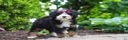 Mini Bernedoodle dogs for sale: Claire - Ad 7