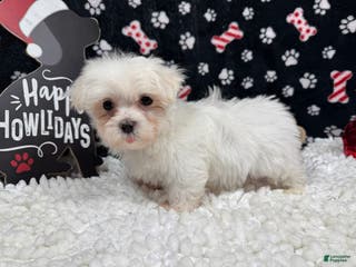 Maltese dogs Maltese Puppy 1 - Ad 19