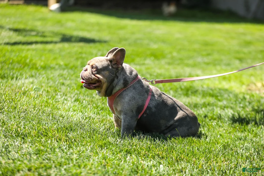 French Bulldog dogs for sale: Gretta - Ad 16