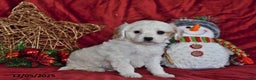 Cavachon dogs for sale: Lily Grace - Ad 4