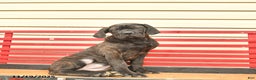 Cane Corso dogs for sale: Heather  - Ad 3