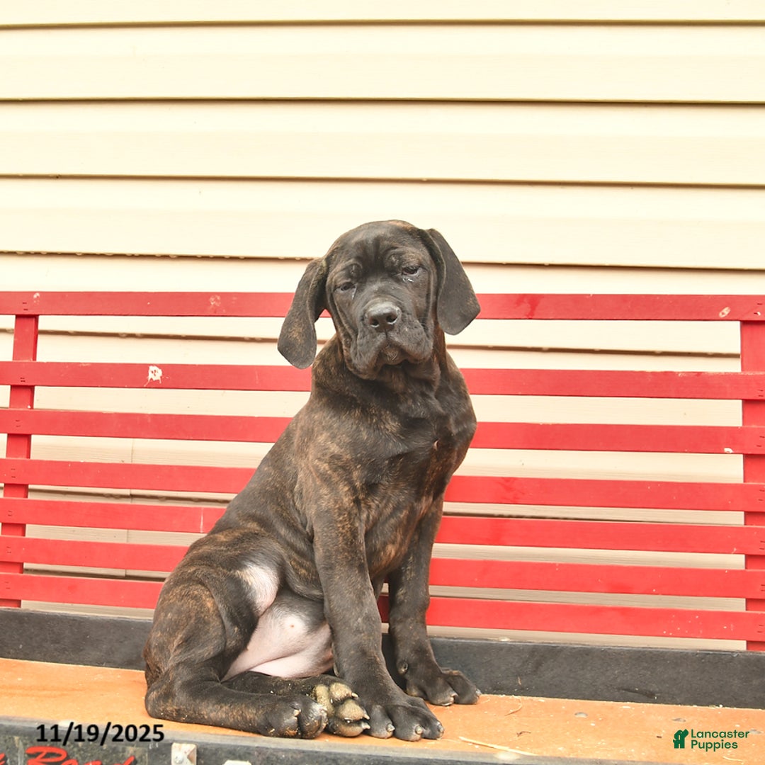 Cane Corso dogs for sale: Heather  - Ad 3