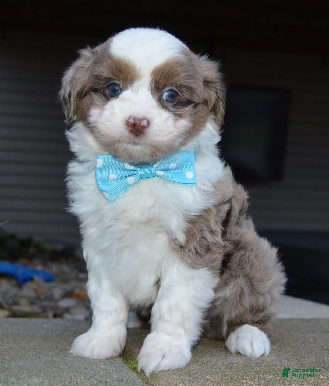 Mini Aussiedoodle dogs for sale: Toy Ace - Ad 1