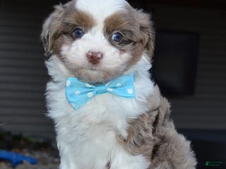 Mini Aussiedoodle dogs Toy Ace - Ad 40