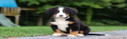 Bernese Mountain Dog dogs for sale: Josie - Ad 5