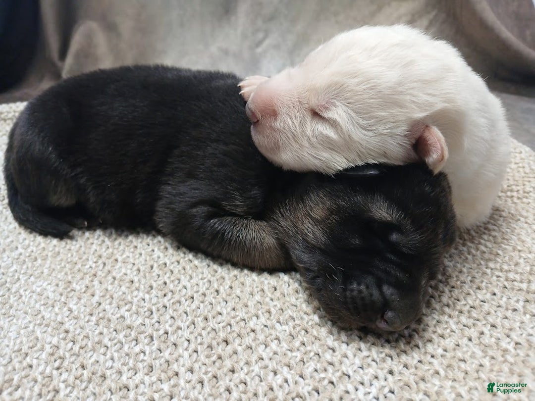 German Shepherd dogs for sale: Striker - Ad 7