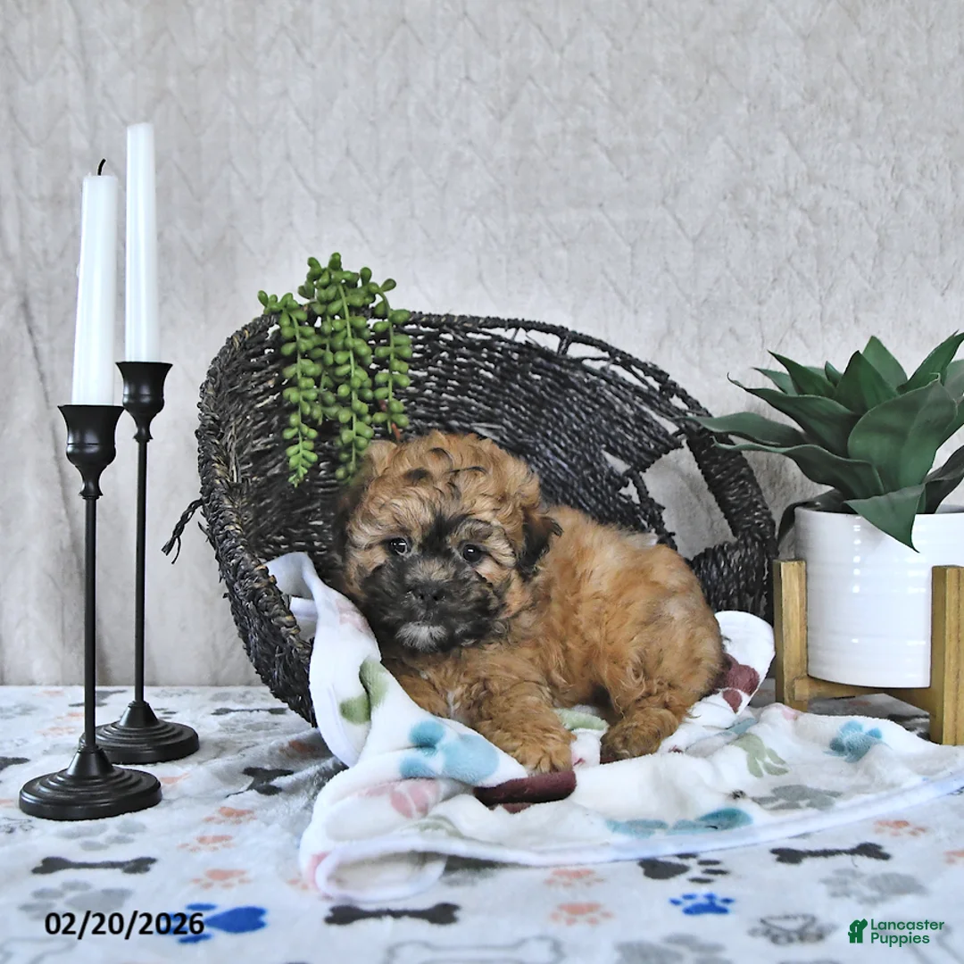 Shihpoo dogs for sale: Callie - Ad 4