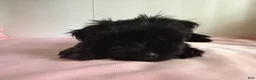 Yorkiepoo dogs for sale: Mia - Ad 2