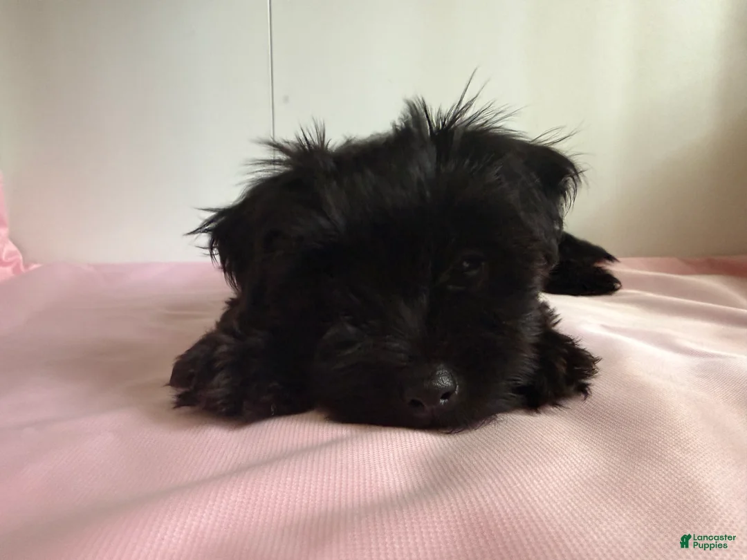 Yorkiepoo dogs for sale: Mia - Ad 2