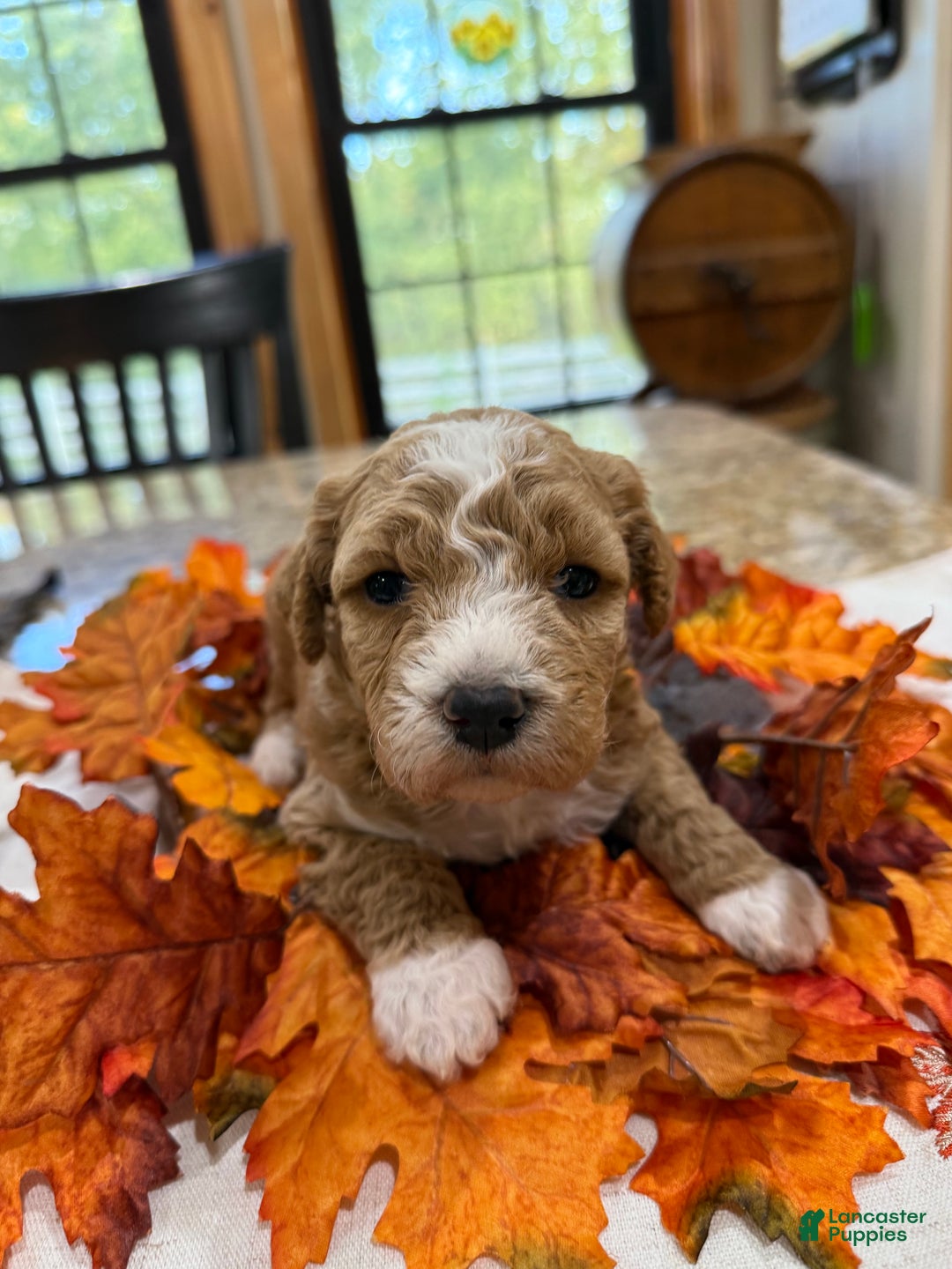 Mini Goldendoodle dogs for sale: Mini Goldendoodle Puppy 1 - Ad 2