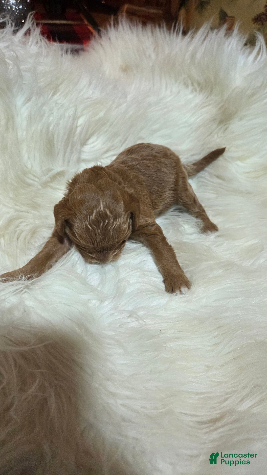 Cavapoo dogs for sale: Trey - Ad 6