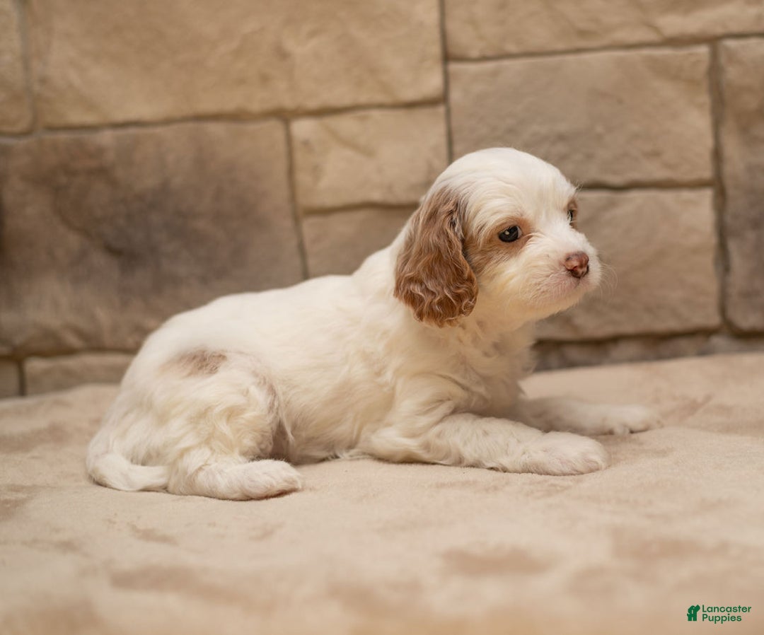 Cavapoo dogs for sale: Ginger  - Ad 2