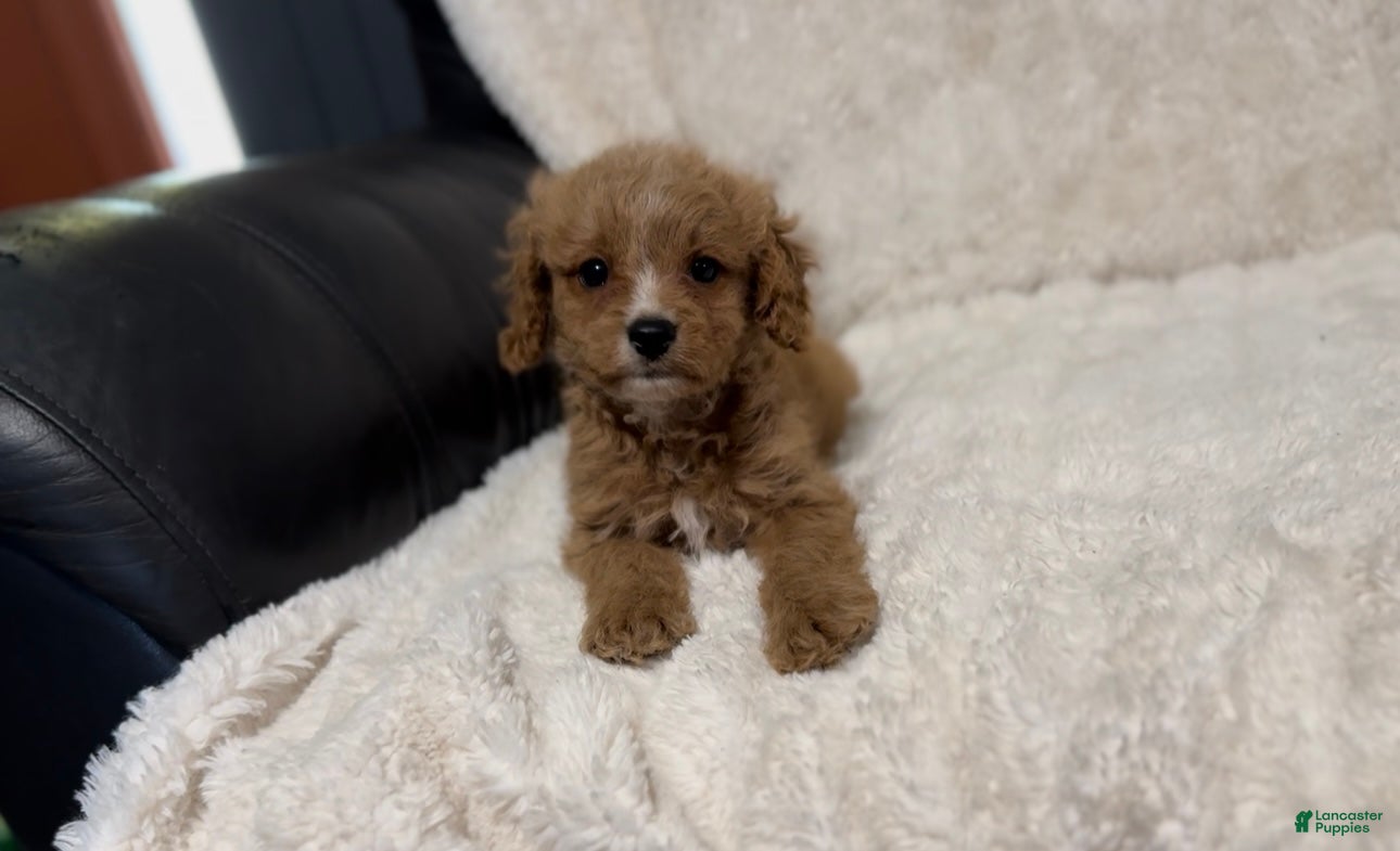 Cavapoo dogs Teddy - Ad 6