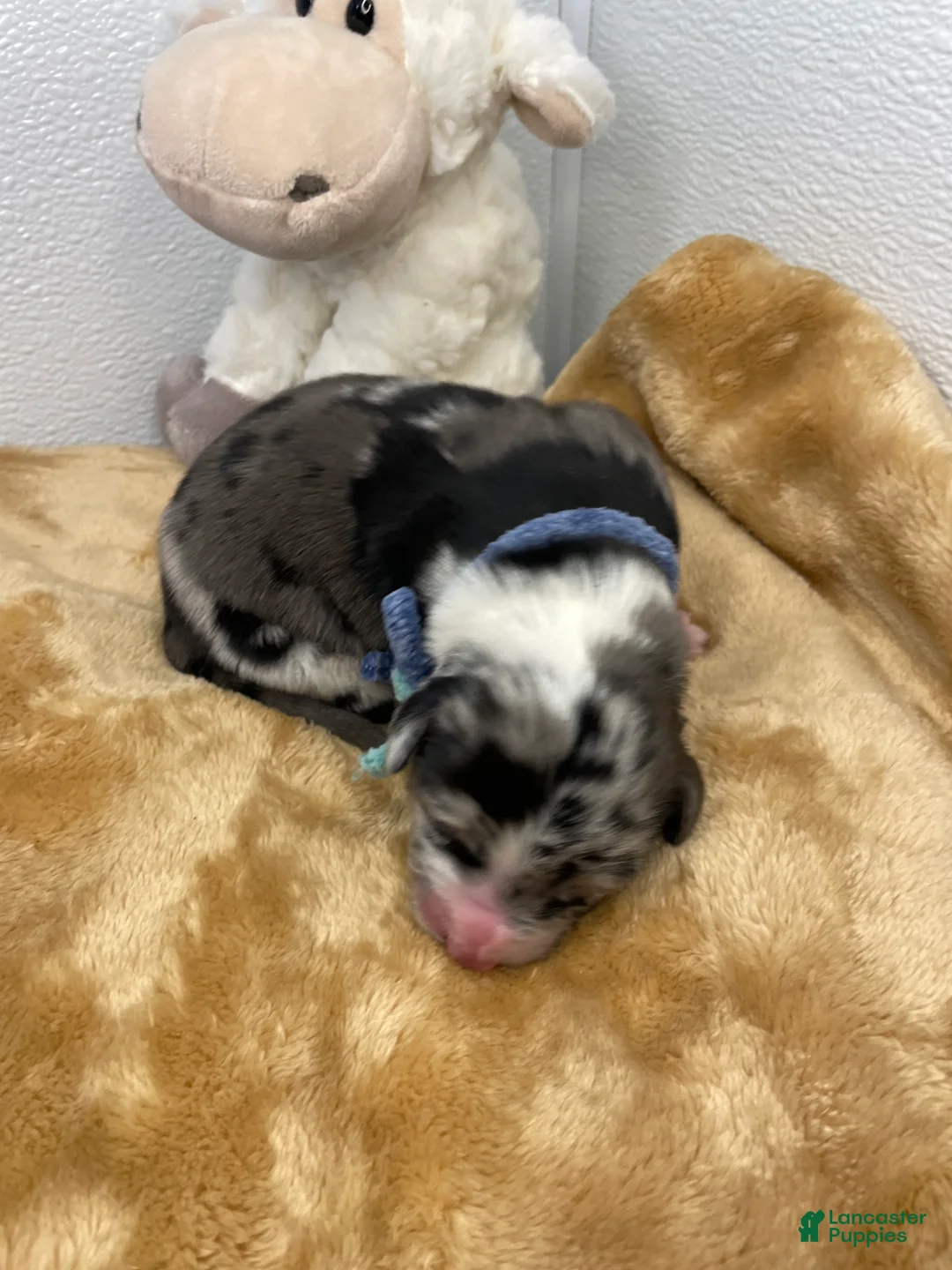 Australian Shepherd dogs for sale: Ellie - Ad 2