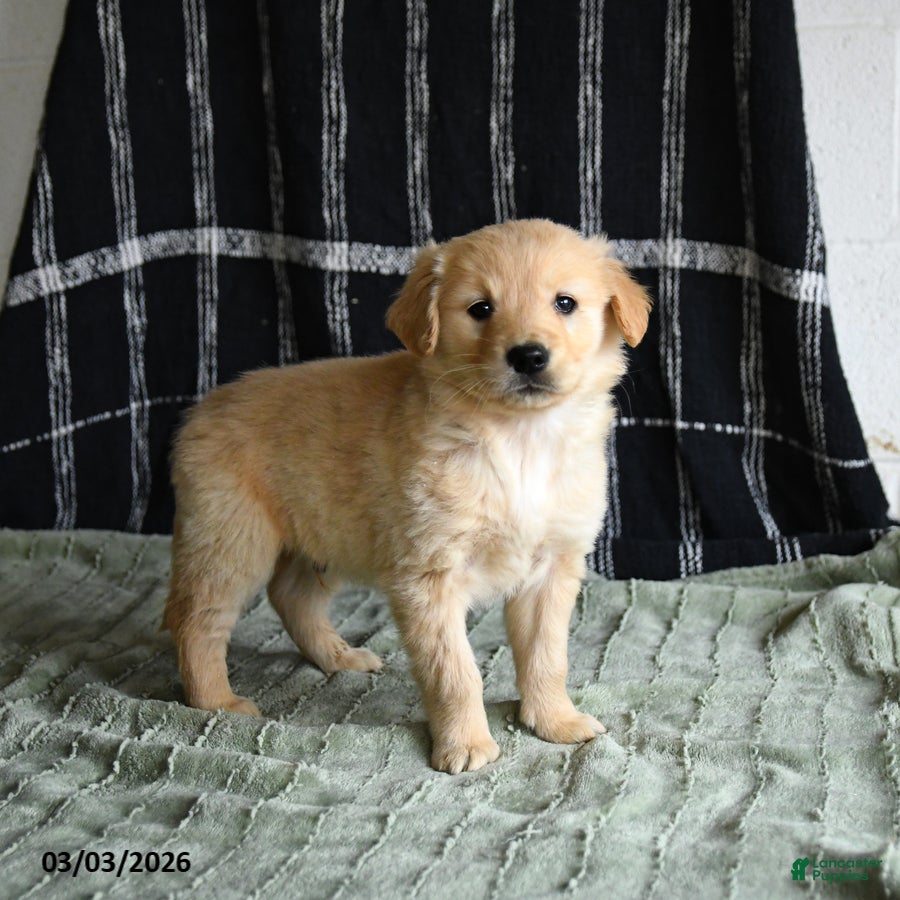 Golden Retriever dogs Benji - Ad 1