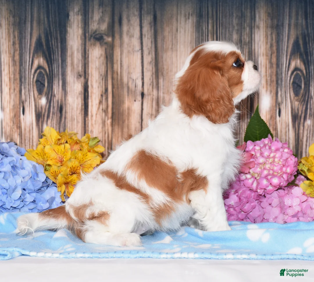Cavalier King Charles Spaniel dogs for sale: Jazzy - Ad 4