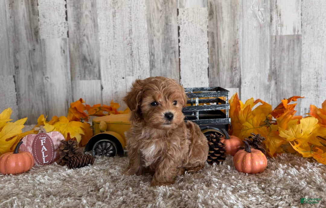 Maltipoo dogs for sale: Ozzy - Ad 8