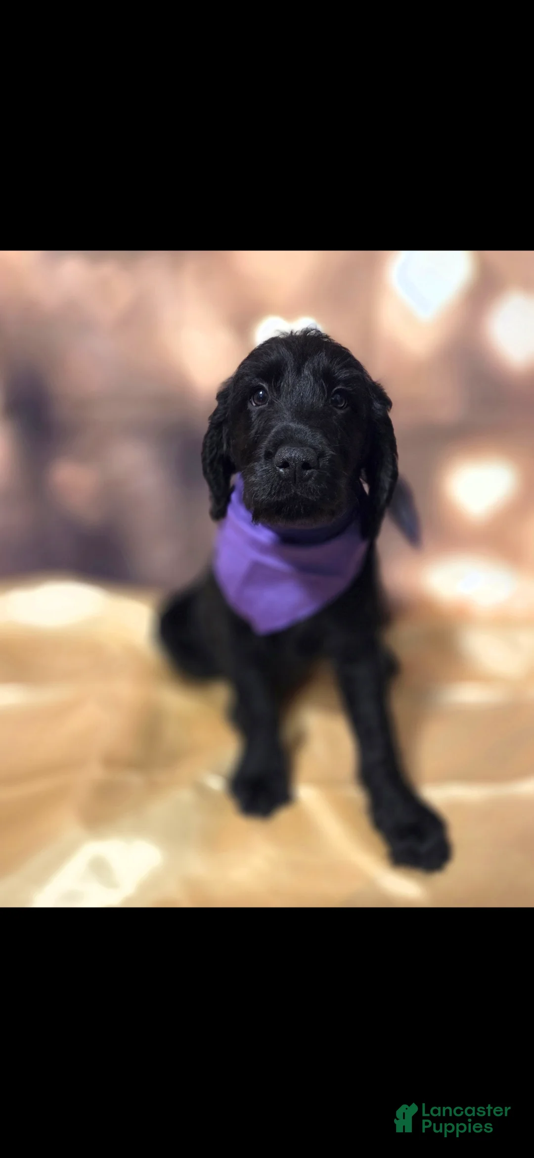 Mixed Breed dogs for sale: Doodle Puppy 3 - Ad 1