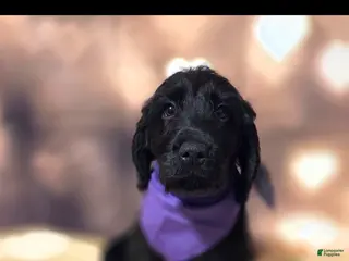 Mixed Breed dogs Doodle Puppy 3 - Ad 14