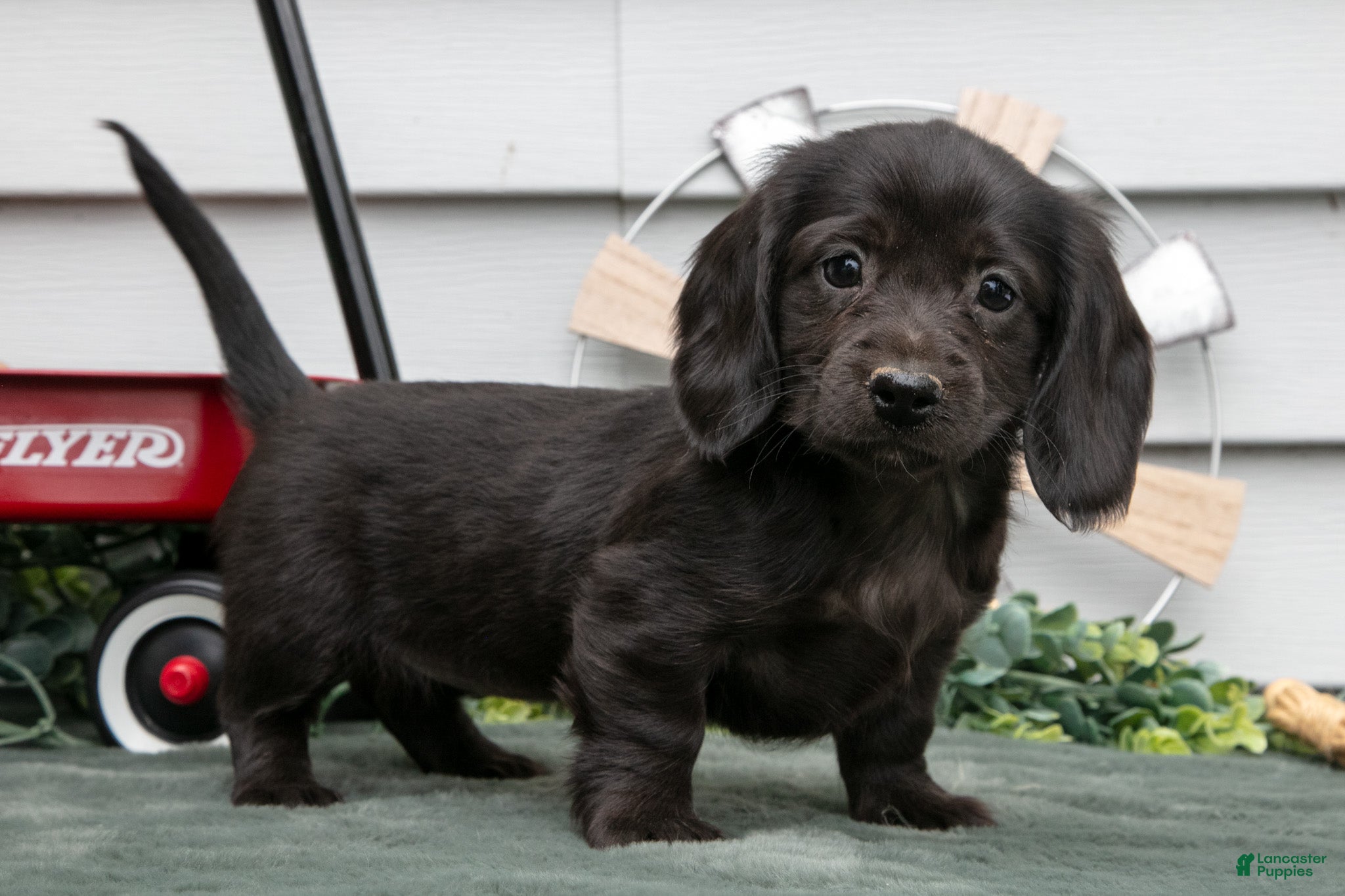 Miniature Dachshund dogs Iris - Ad 2