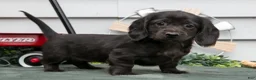 Miniature Dachshund dogs for sale: Iris - Ad 2