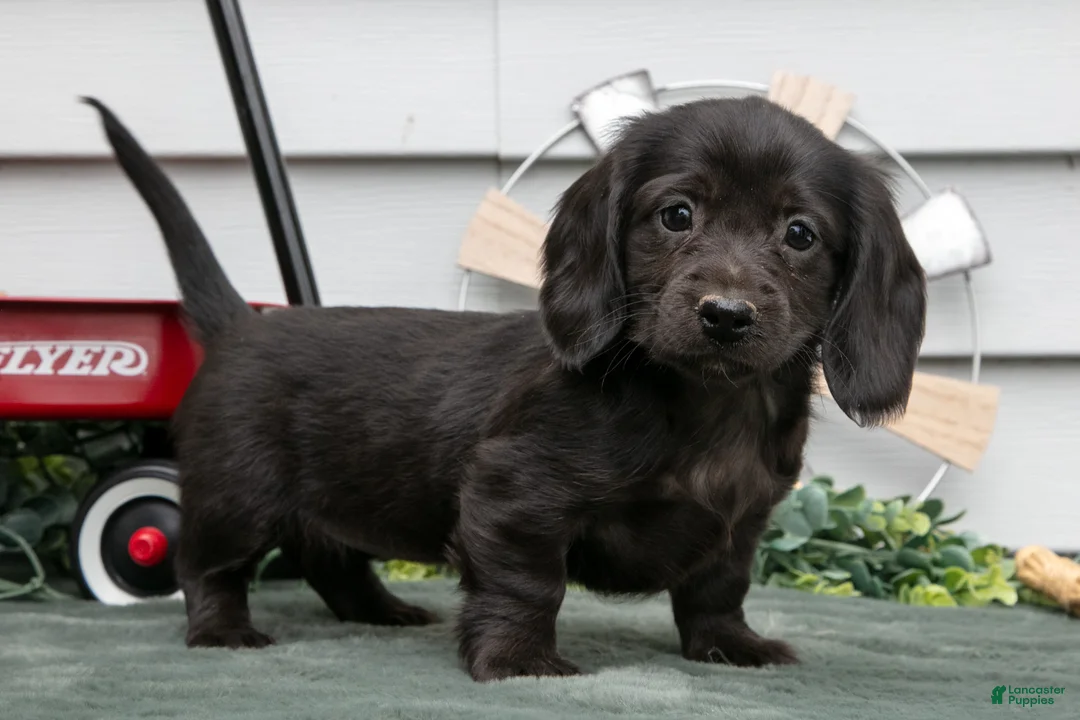 Miniature Dachshund dogs for sale: Iris - Ad 2