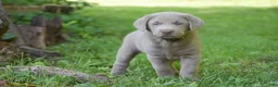 Labrador Retriever dogs for sale: Thunder - Ad 8