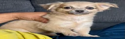 Chihuahua dogs for sale: May - Ad 5